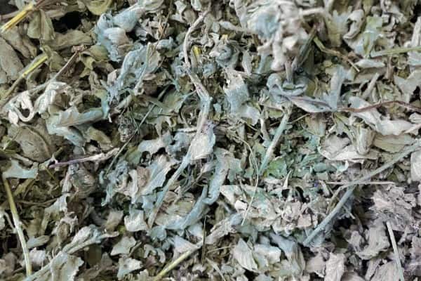 تصویر 5 از قیمت و خرید پونه خشک کوهی + فروش ارزان